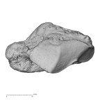 trapezium right