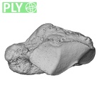NH MER33 461 Gorilla gorilla gorilla trapezium right ply