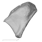 NH MER33 461 Gorilla gorilla gorilla trapezoid right proximal