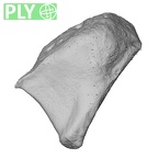 NH MER33 461 Gorilla gorilla gorilla trapezoid right ply