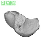 NH MER33 461 Gorilla gorilla gorilla triquetrum right ply