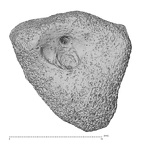 NH MER33 471 Gorilla gorilla ssp. capitate left radial