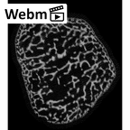 NH MER33 471 Gorilla gorilla ssp. carpal ct stack movie