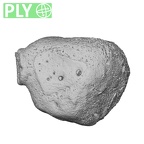 NH MER33 471 Gorilla gorilla ssp. carpal ply