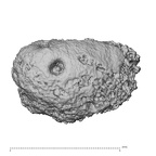 NH MER33 471 Gorilla gorilla ssp. carpal view 1