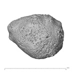 NH MER33 471 Gorilla gorilla ssp. carpal view 1