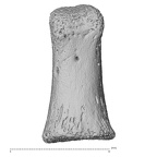 NH MER33 471 Gorilla gorilla ssp. hand phalanx first proximal right palmar