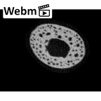 NH MER33 471 Gorilla gorilla ssp. hand phalanx first proximal right ct stack movie