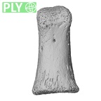 NH MER33 471 Gorilla gorilla ssp. hand phalanx first proximal right ply