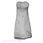 hand phalanx fourth middle right