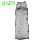NH MER33 471 Gorilla gorilla ssp. hand phalanx fourth proximal right ply