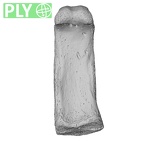 NH MER33 471 Gorilla gorilla ssp. hand phalanx second proximal right ply