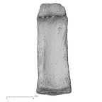 NH MER33 471 Gorilla gorilla ssp. hand phalanx third proximal right palmar