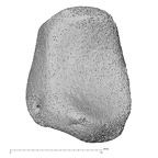 NH MER33 471 Gorilla gorilla ssp. lunate right distal