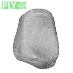 NH MER33 471 Gorilla gorilla ssp. lunate right ply