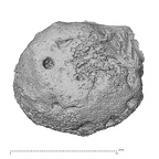 NH MER33 471 Gorilla gorilla ssp. metacarpal proximal
