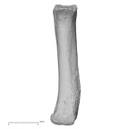 NH MER33 471 Gorilla gorilla ssp. metacarpal fifth right palmar