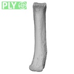 NH MER33 471 Gorilla gorilla ssp. metacarpal fifth right ply