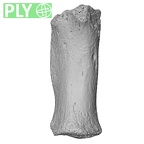 NH MER33 471 Gorilla gorilla ssp. metacarpal first right ply