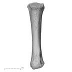 NH MER33 471 Gorilla gorilla ssp. metacarpal fourth right palmar