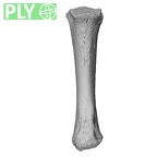 NH MER33 471 Gorilla gorilla ssp. metacarpal fourth right ply