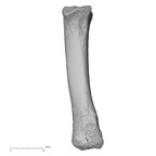 NH MER33 471 Gorilla gorilla ssp. metacarpal second right palmar