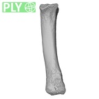 NH MER33 471 Gorilla gorilla ssp. metacarpal second right ply