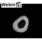 NH MER33 471 Gorilla gorilla ssp. metacarpal third right ct stack movie
