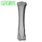 NH MER33 471 Gorilla gorilla ssp. metacarpal third right ply