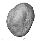 NH MER33 471 Gorilla gorilla ssp. pisiform lateral