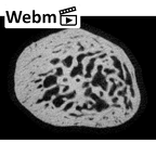 NH MER33 471 Gorilla gorilla ssp. pisiform ct stack movie