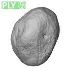 NH MER33 471 Gorilla gorilla ssp. pisiform ply