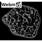 NH MER33 471 Gorilla gorilla ssp. trapezium left ct stack movie