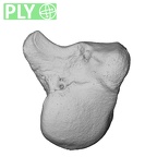 NH MER33 755 Gorilla gorilla gorilla capitate right ply