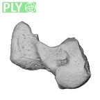 NH MER33 755 Gorilla gorilla gorilla hamate right ply