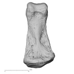 NH MER33 755 Gorilla gorilla gorilla hand phalanx fifth middle right palmar