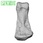 NH MER33 755 Gorilla gorilla gorilla hand phalanx fifth middle right ply