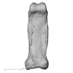 NH MER33 755 Gorilla gorilla gorilla hand phalanx fifth proximal right palmar