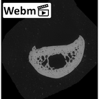 NH MER33 755 Gorilla gorilla gorilla hand phalanx fifth proximal right ct stack movie