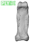 NH MER33 755 Gorilla gorilla gorilla hand phalanx fifth proximal right ply