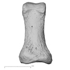 NH MER33 755 Gorilla gorilla gorilla hand phalanx first proximal right palmar