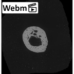 NH MER33 755 Gorilla gorilla gorilla hand phalanx first proximal right ct stack movie