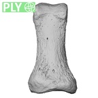 NH MER33 755 Gorilla gorilla gorilla hand phalanx first proximal right ply