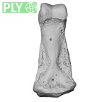NH MER33 755 Gorilla gorilla gorilla hand phalanx fourth middle right ply