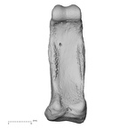 NH MER33 755 Gorilla gorilla gorilla hand phalanx fourth proximal right palmar