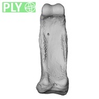 NH MER33 755 Gorilla gorilla gorilla hand phalanx fourth proximal right ply
