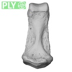 NH MER33 755 Gorilla gorilla gorilla hand phalanx second middle right ply