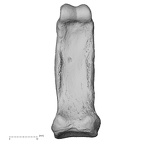 NH MER33 755 Gorilla gorilla gorilla hand phalanx second proximal right palmar