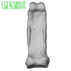 NH MER33 755 Gorilla gorilla gorilla hand phalanx second proximal right ply