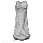 NH MER33 755 Gorilla gorilla gorilla hand phalanx third middle right palmar